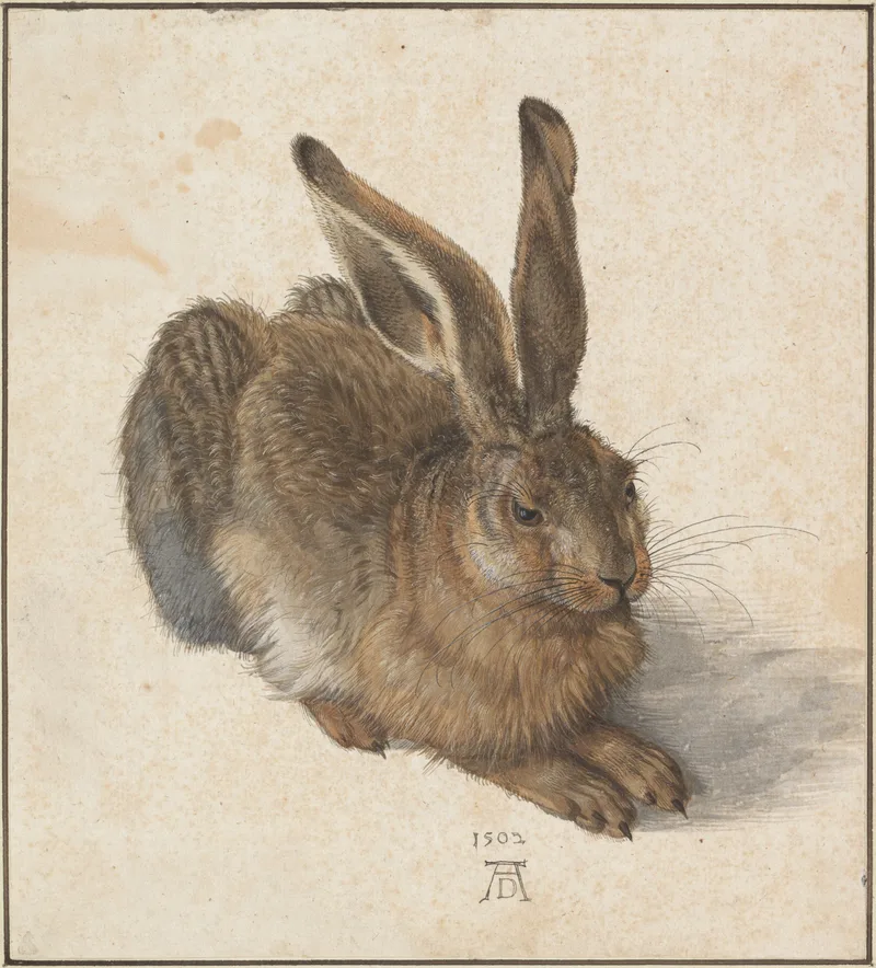 Le Lièvre (Jeune lièvre)